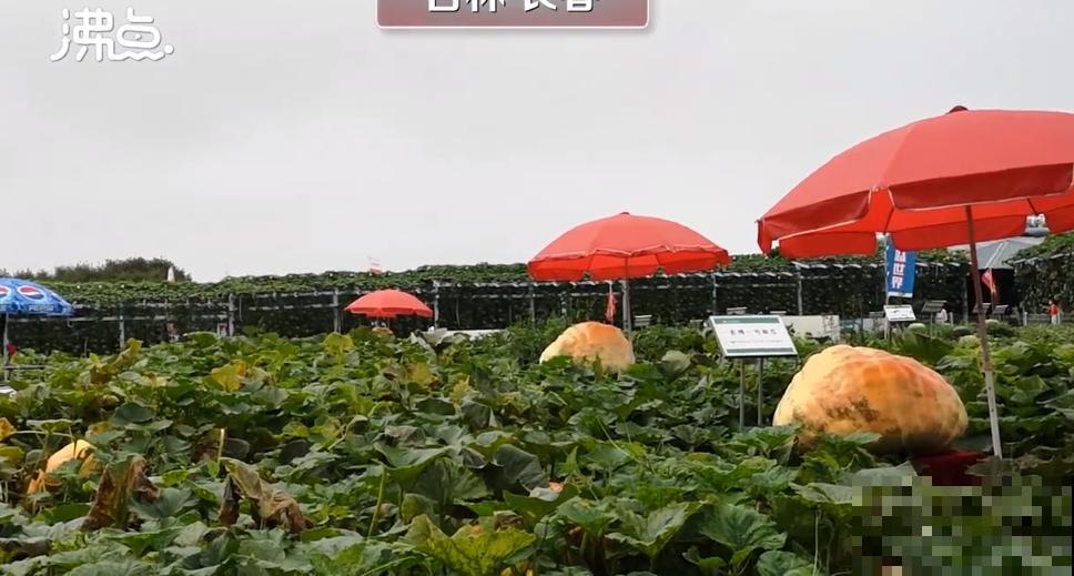 农村大姐，种出1.5米大冬瓜，我看谁还敢说矮！
