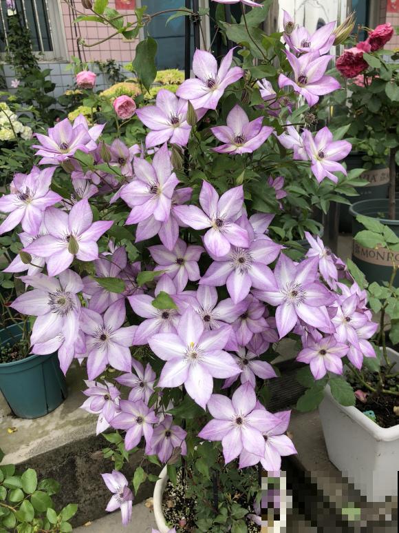 养花不要贪多，只选一个最好的品种，随便养养就爆盆！