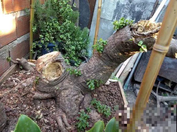 秋老虎来了，9种花进入“死期”，切莫大意！