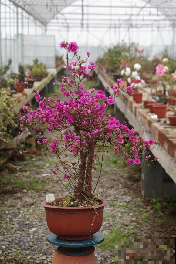 惊艳的6大盆景造型,中国植物艺术的巅峰,收藏起来! 惊艳的6大盆景造型,中国植物艺术的巅峰,收藏起来!
