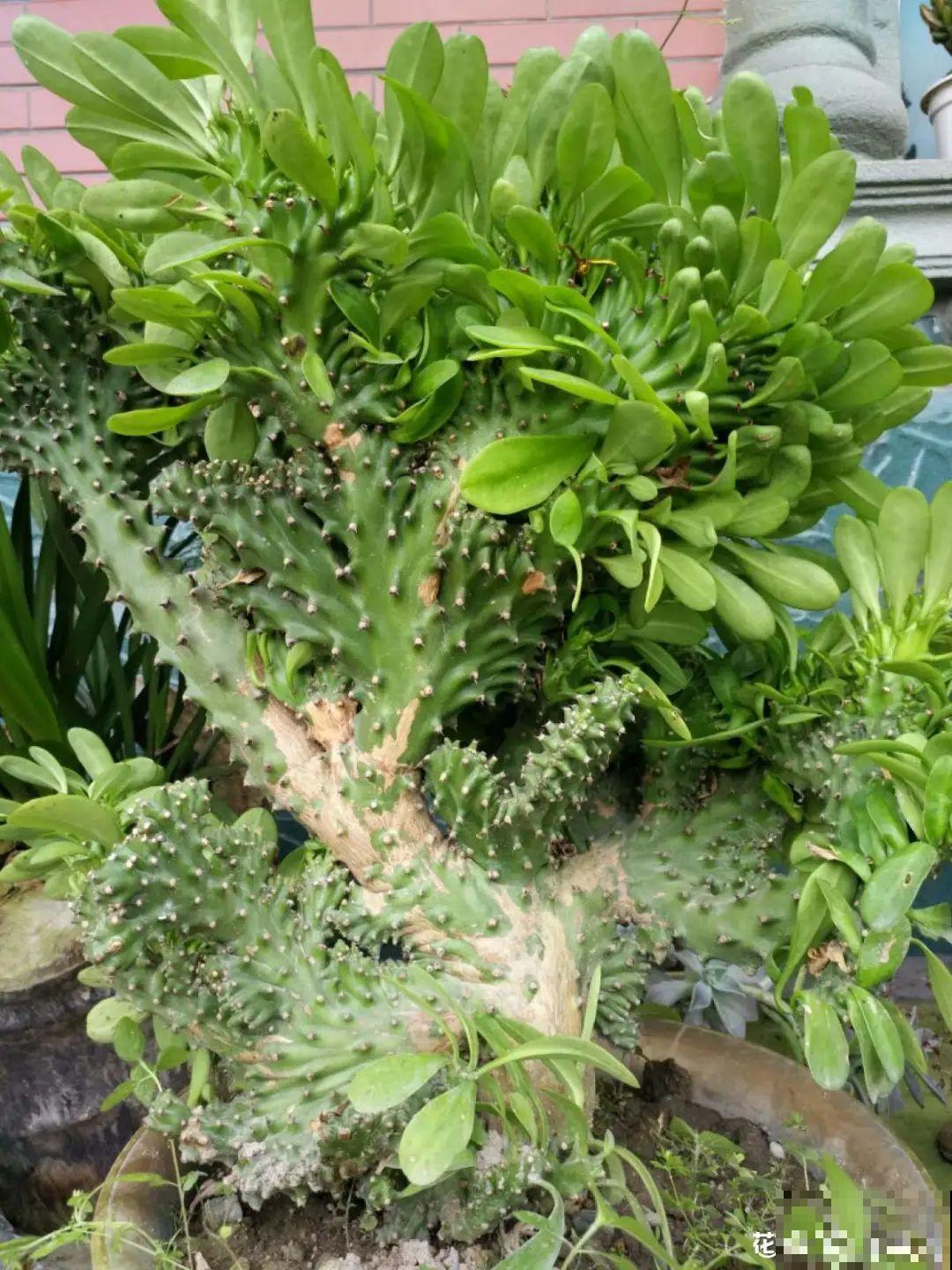 5种丑的难入眼的花，养客厅镇宅守家，越养越气派！