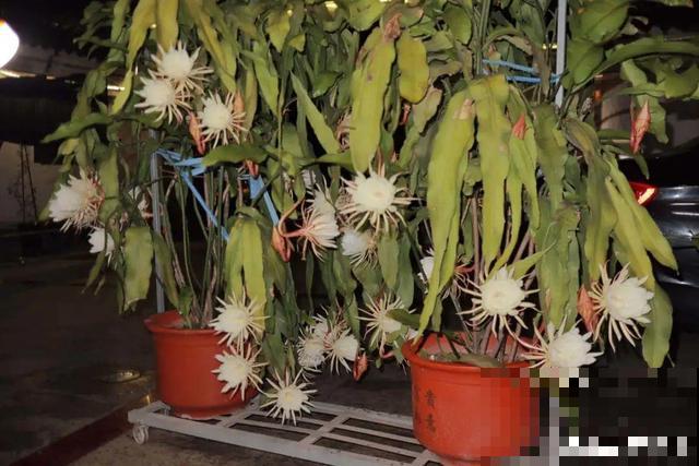 看图猜花名，100道题，测你的养花天分！