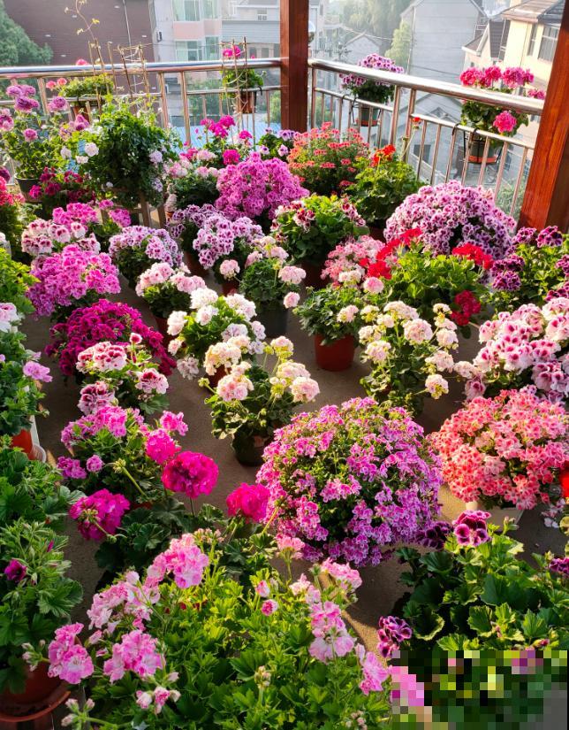 天竺葵最美的20个品种,不养一盆,对不起自己! 天竺葵最美的20个品种,不养一盆,对不起自己!