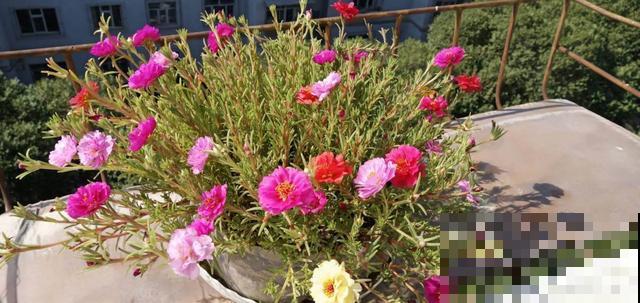 5种错误养花法,招招“致命”,看你有没有中 5种错误养花法,招招“致命”,看你有没有中