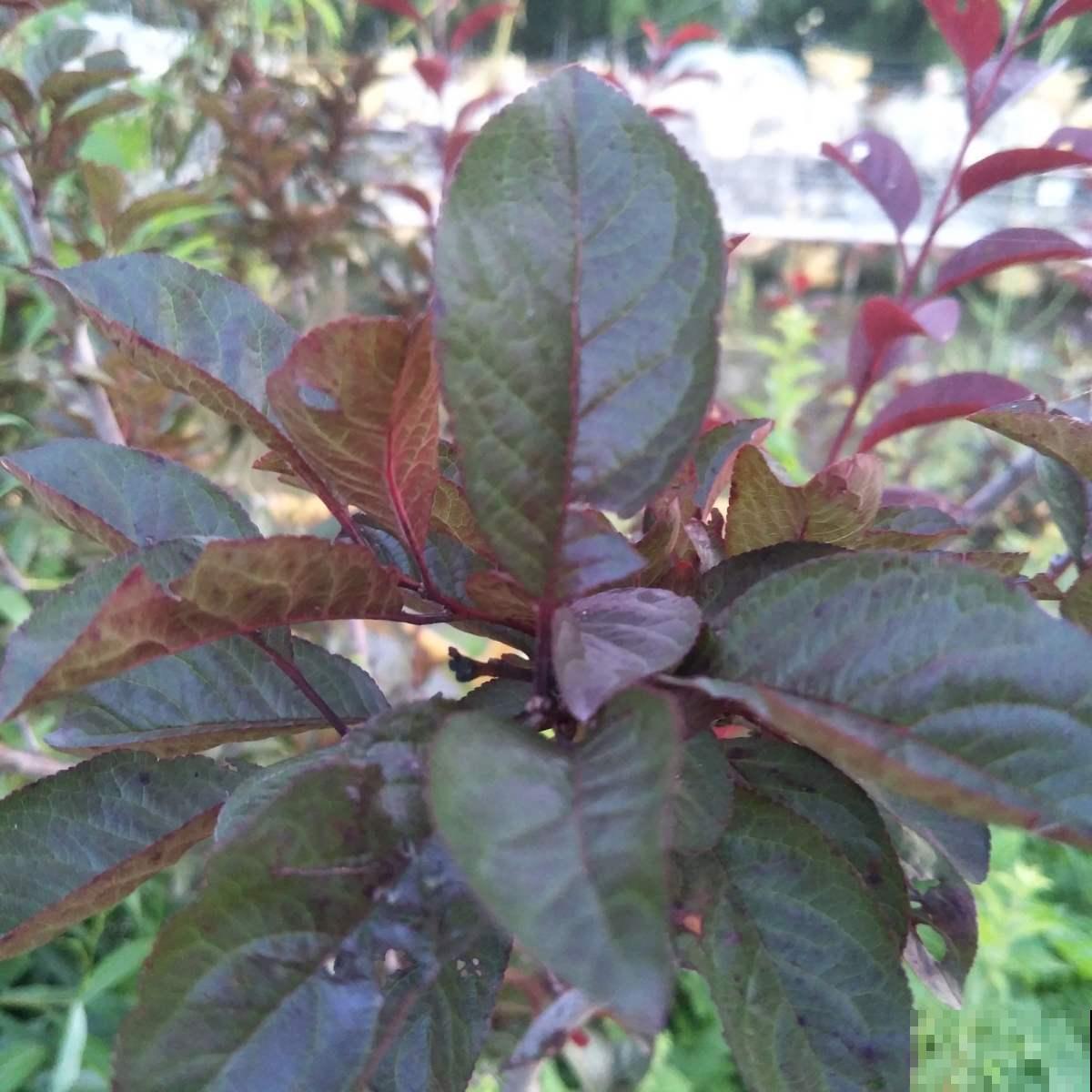 5步种好盆栽紫叶李,简单还省钱,来年果子长满盆! 5步种好盆栽紫叶李,简单还省钱,来年果子长满盆!