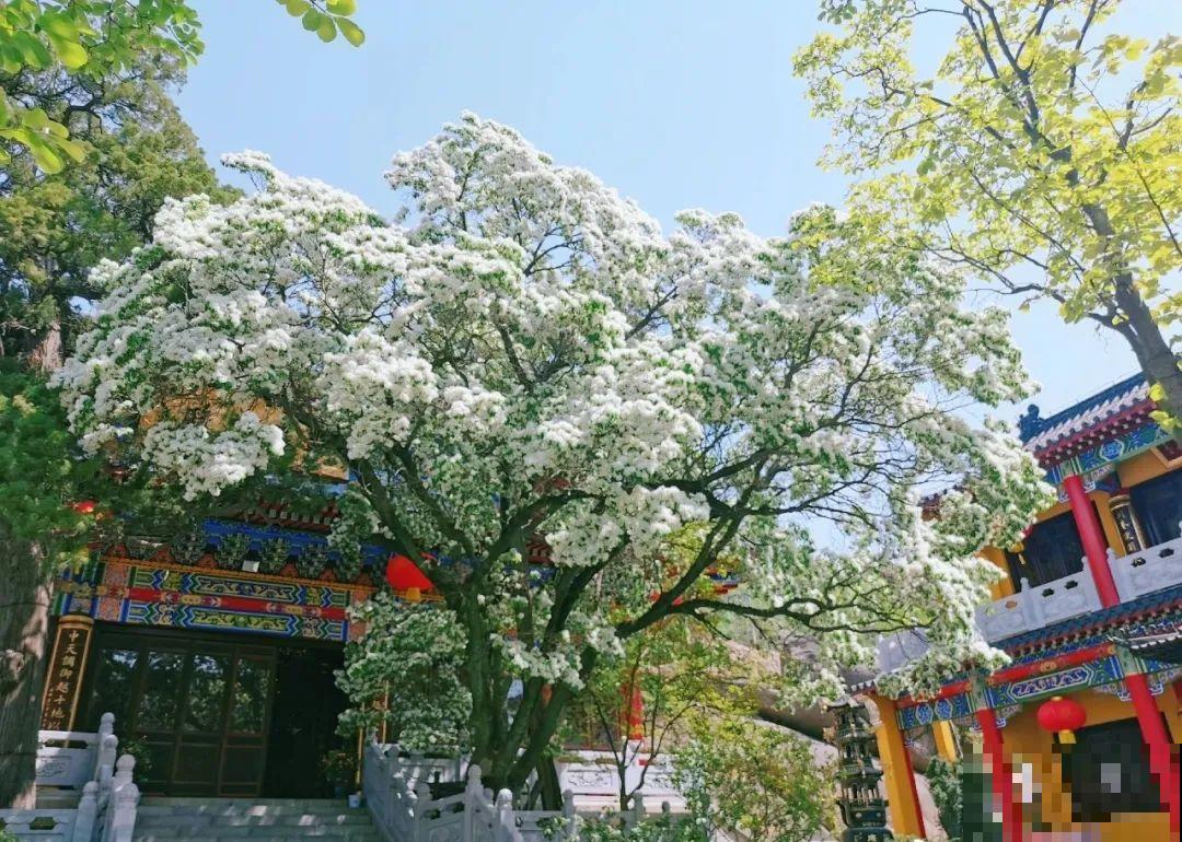 407岁古树，熊孩子玩火烧坏，只剩树皮还能活？