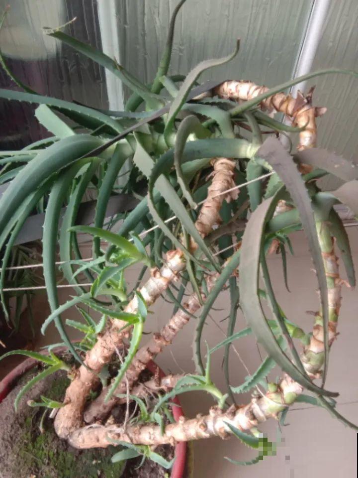 1米7的天竺葵，开花成瀑布，太震撼了