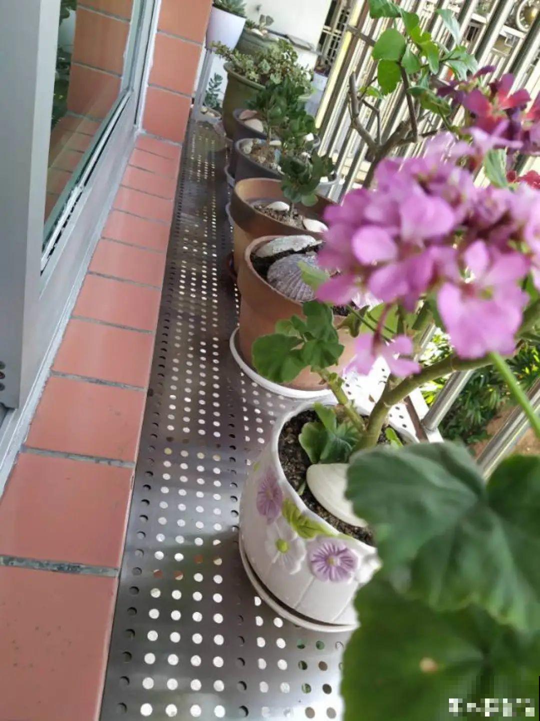 换盆扦插要抓紧，现在正是最佳时期，再晚来不及了！