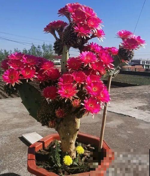 嫁接达人,玉树嫁接长寿上,花友直呼内行! 嫁接达人,玉树嫁接长寿上,花友直呼内行!