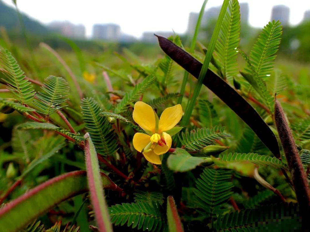 38种入侵植物,全村出来挖,挖完又长一大片 38种入侵植物,全村出来挖,挖完又长一大片
