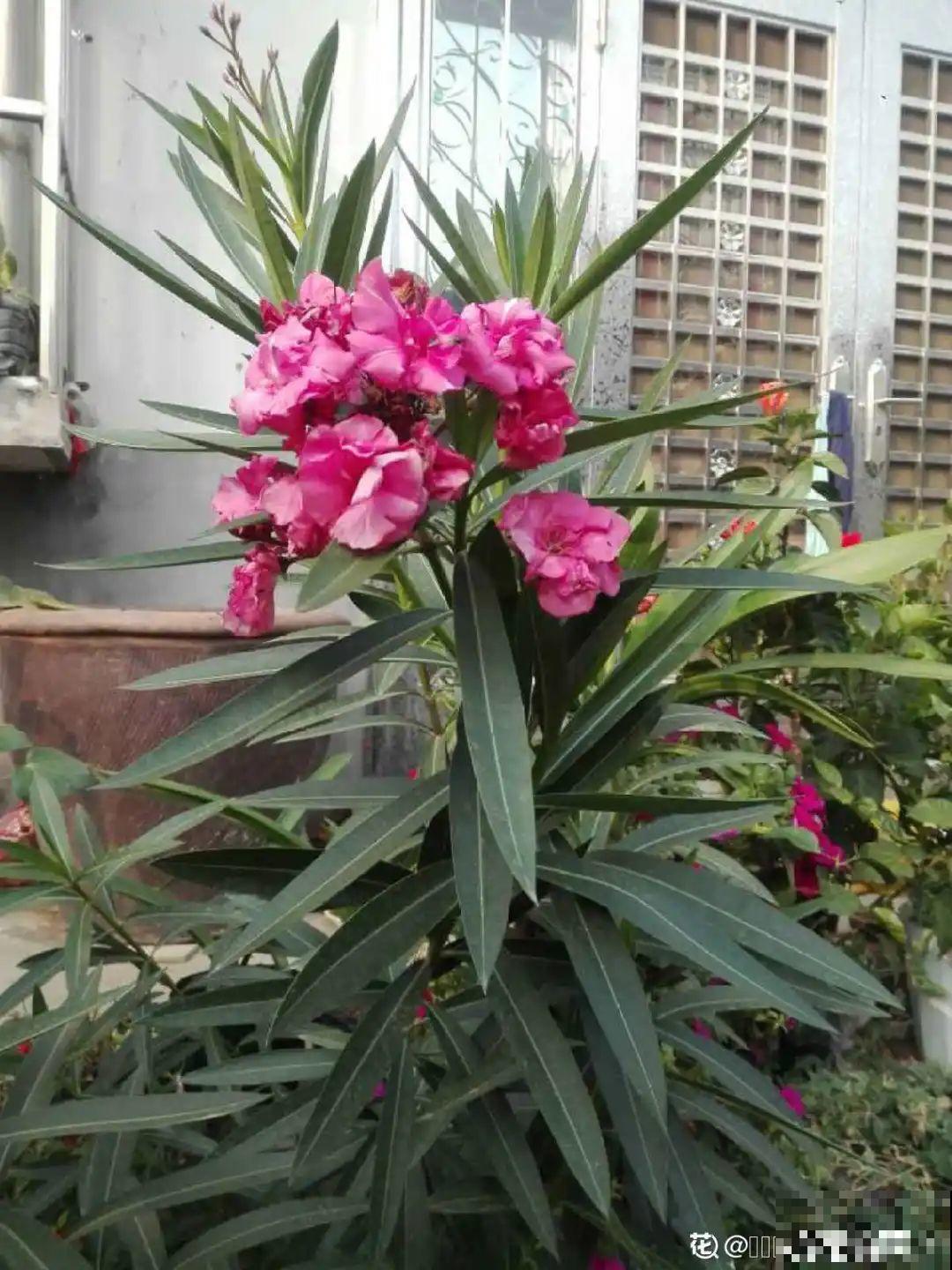 罂粟花不能随便种,私自种植,就得薅光 罂粟花不能随便种,私自种植,就得薅光