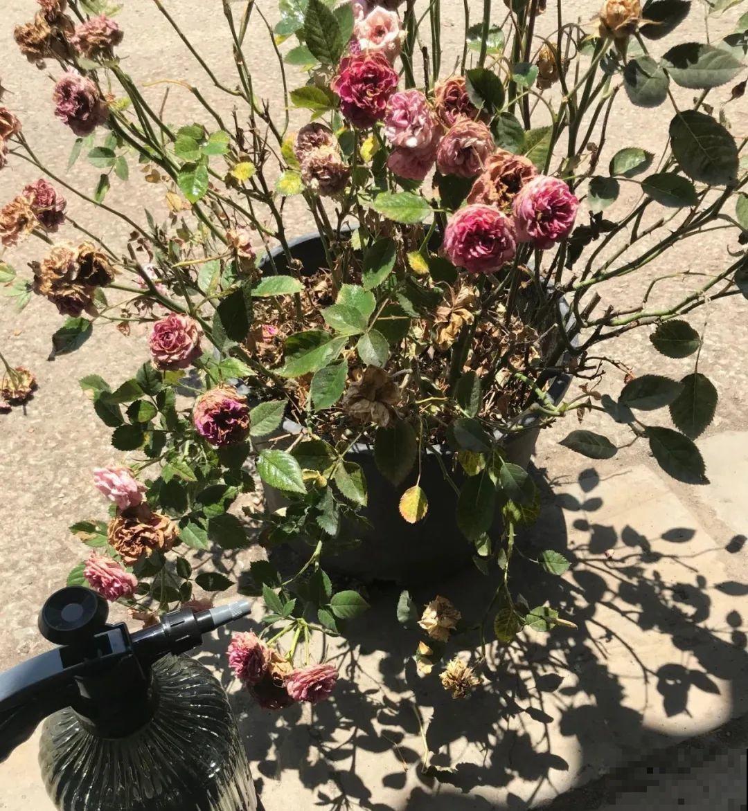 花堆成山,捡到手软,大麻袋都装不下了! 花堆成山,捡到手软,大麻袋都装不下了!