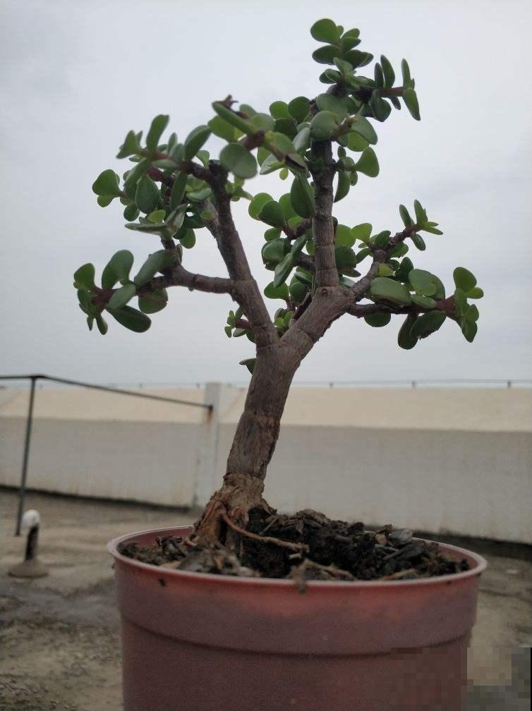 忒好看的金枝玉叶,花美叶肥,马齿苋成精了? 忒好看的金枝玉叶,花美叶肥,马齿苋成精了?