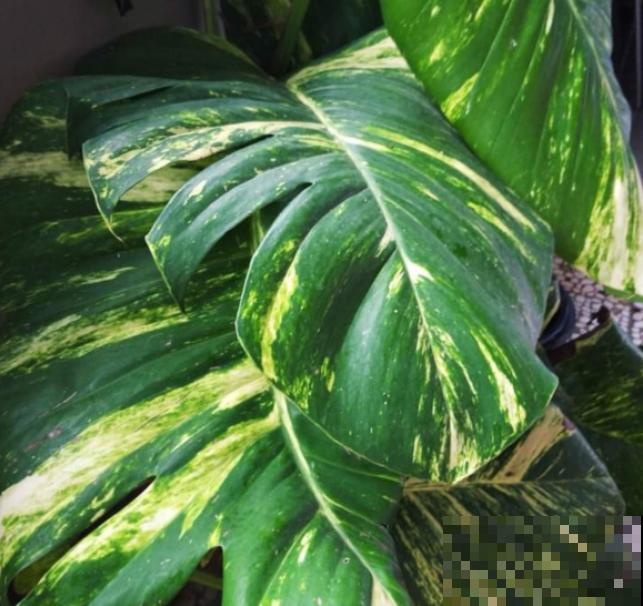 绿萝养久了,居然变成了龟背竹,还开背了? 绿萝养久了,居然变成了龟背竹,还开背了?