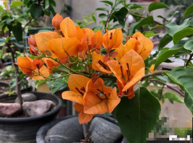 马上处暑了,这5种花最怕闷,别再浇水了! 马上处暑了,这5种花最怕闷,别再浇水了!