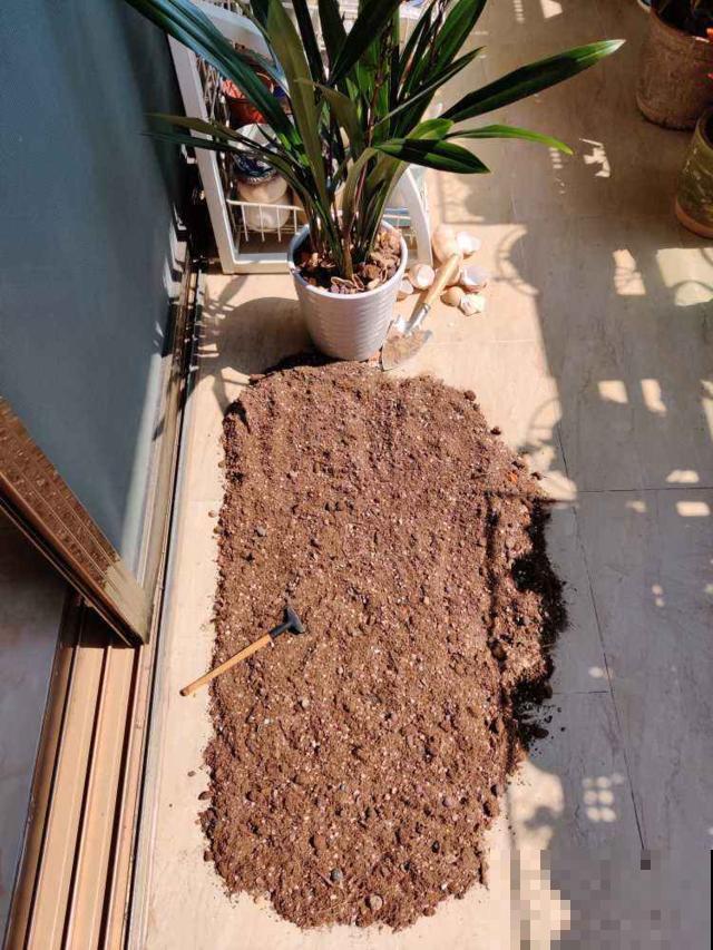 土壤消毒，试了才知道，这种方法才最靠谱