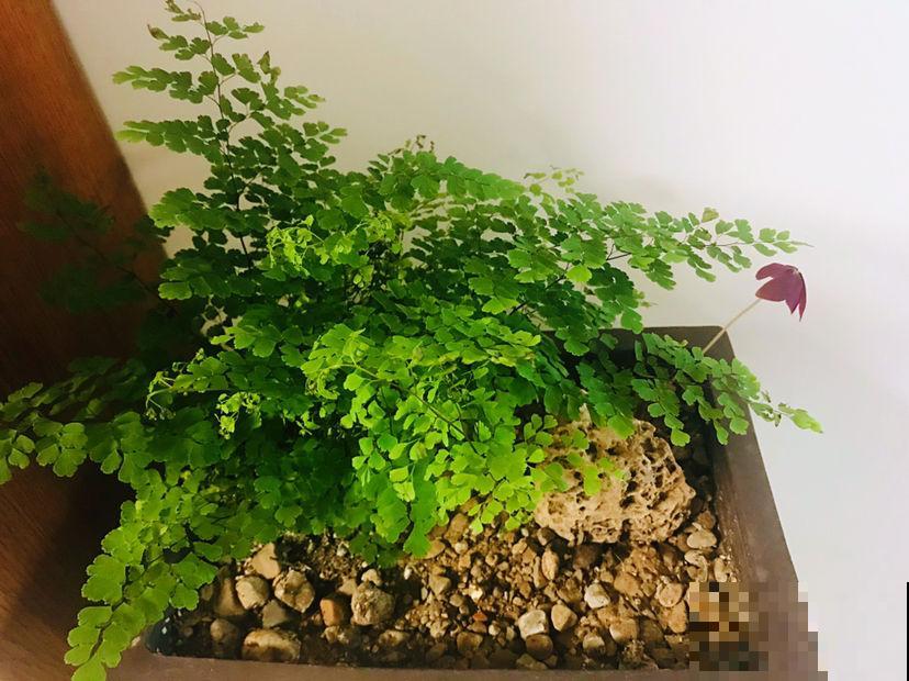 适合闷热初秋的6种花，养一盆绿油油，看着心情也好