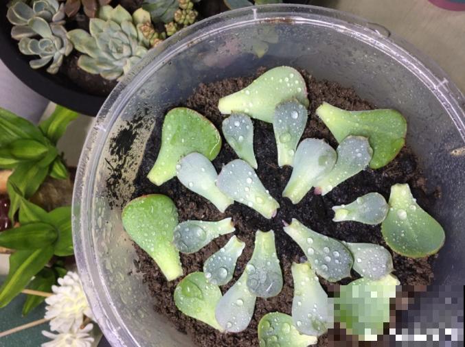 多肉叶插方法详解,一片叶子,就能让你变大户! 多肉叶插方法详解,一片叶子,就能让你变大户!