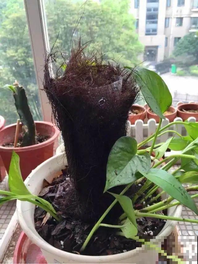 塑料瓶养花真省钱,戳个洞就行,种上吊兰长得超旺 塑料瓶养花真省钱,戳个洞就行,种上吊兰长得超旺