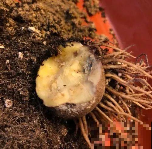 秋老虎来了，9种花进入“死期”，切莫大意！