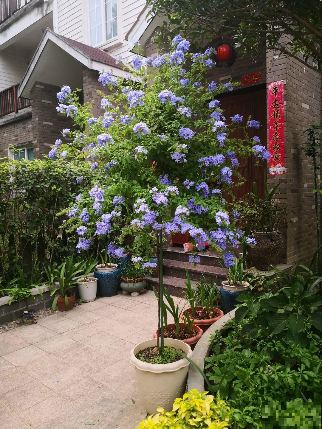 8根筷子绑一起,2个月变老桩,让你爱不释手! 8根筷子绑一起,2个月变老桩,让你爱不释手!