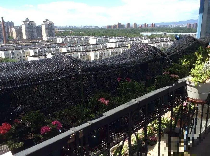 秋老虎来了，9种花进入“死期”，切莫大意！