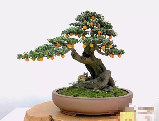 惊艳的6大盆景造型,中国植物艺术的巅峰,收藏起来! 惊艳的6大盆景造型,中国植物艺术的巅峰,收藏起来!