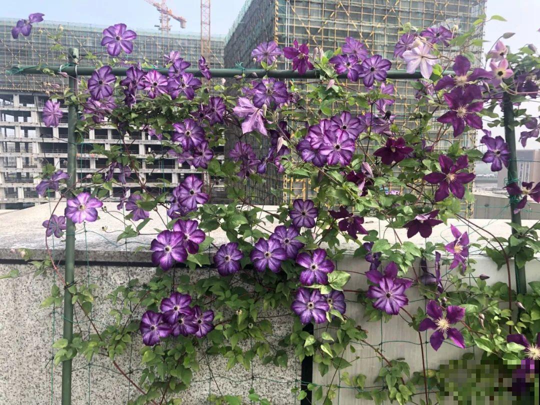 我在公司养300盆花，老板没批评，还帮忙拍照！