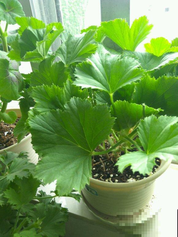 秋天养花就得折腾,修剪换盆施肥,一个工作都不能少! 秋天养花就得折腾,修剪换盆施肥,一个工作都不能少!