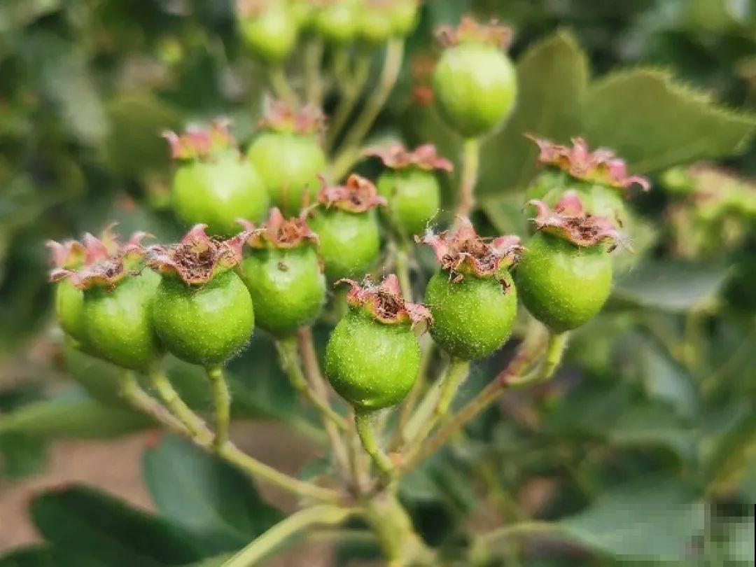 院子里种棵守家果树,镇宅风水好,旺人旺家 院子里种棵守家果树,镇宅风水好,旺人旺家