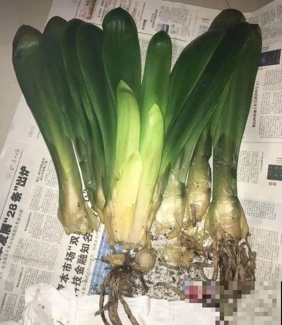 秋老虎来了，9种花进入“死期”，切莫大意！