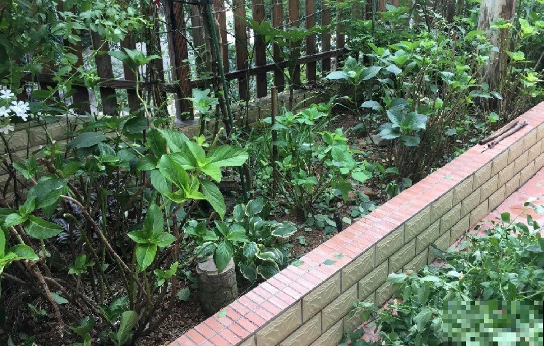 8种花,养小不养老,越老开花越少! 8种花,养小不养老,越老开花越少!