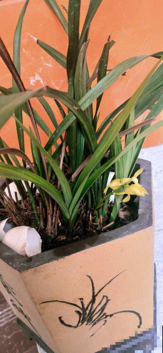 现在气温还不冷,有些情况不能施肥,你家花存在这些情况吗 现在气温还不冷,有些情况不能施肥,你家花存在这些情况吗