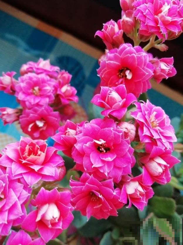 送花要送对，不同花寓意不同，送对了才能财源滚滚