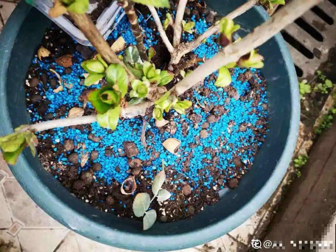 缺肥的7大表现，看清楚，再对症施肥！