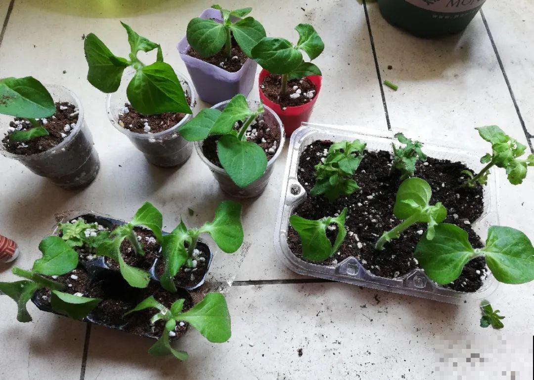 扦插这些花,只需摘几片叶子,生根太容易! 扦插这些花,只需摘几片叶子,生根太容易!