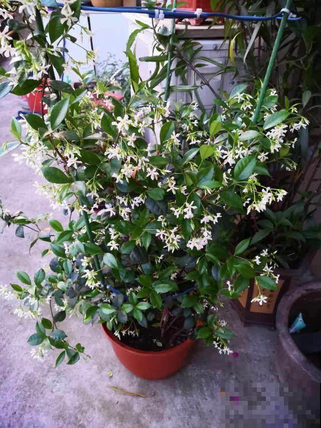 风车茉莉又叫“络石藤”,院子里的爬墙高手,呼呼开满一面墙 风车茉莉又叫“络石藤”,院子里的爬墙高手,呼呼开满一面墙