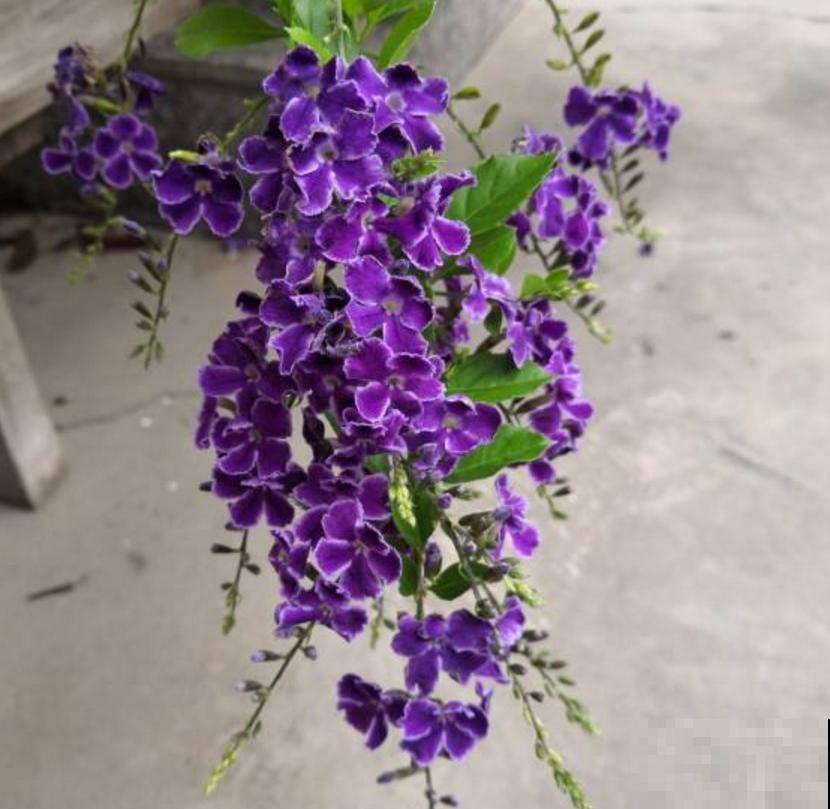 “紫美人”蕾丝金露花,紫得发亮,养成花帘美爆了! “紫美人”蕾丝金露花,紫得发亮,养成花帘美爆了!