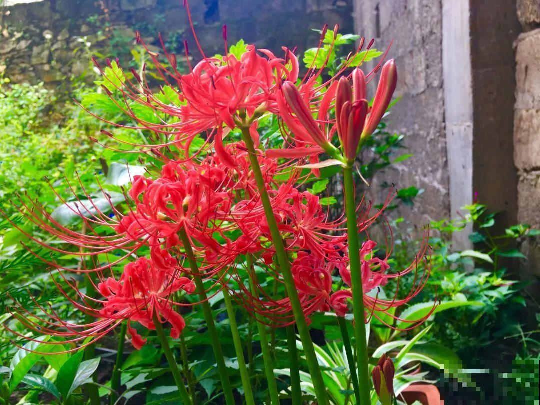 11种花,下个月就开花,现在养护是关键! 11种花,下个月就开花,现在养护是关键!