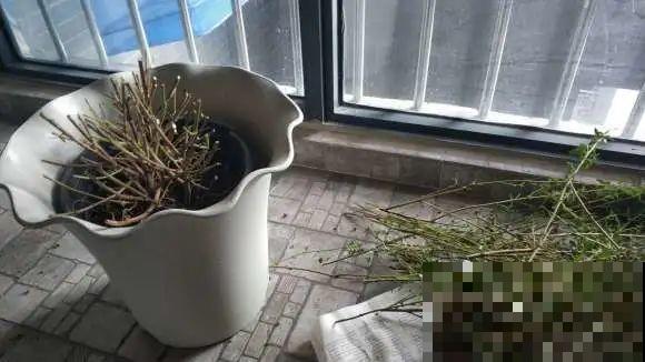 20种花,天凉了赶紧剪,来年开花有多又艳! 20种花,天凉了赶紧剪,来年开花有多又艳!