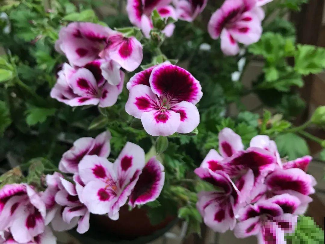 9月后就养这些花,比绿萝好养,疯狂开花到明年! 9月后就养这些花,比绿萝好养,疯狂开花到明年!