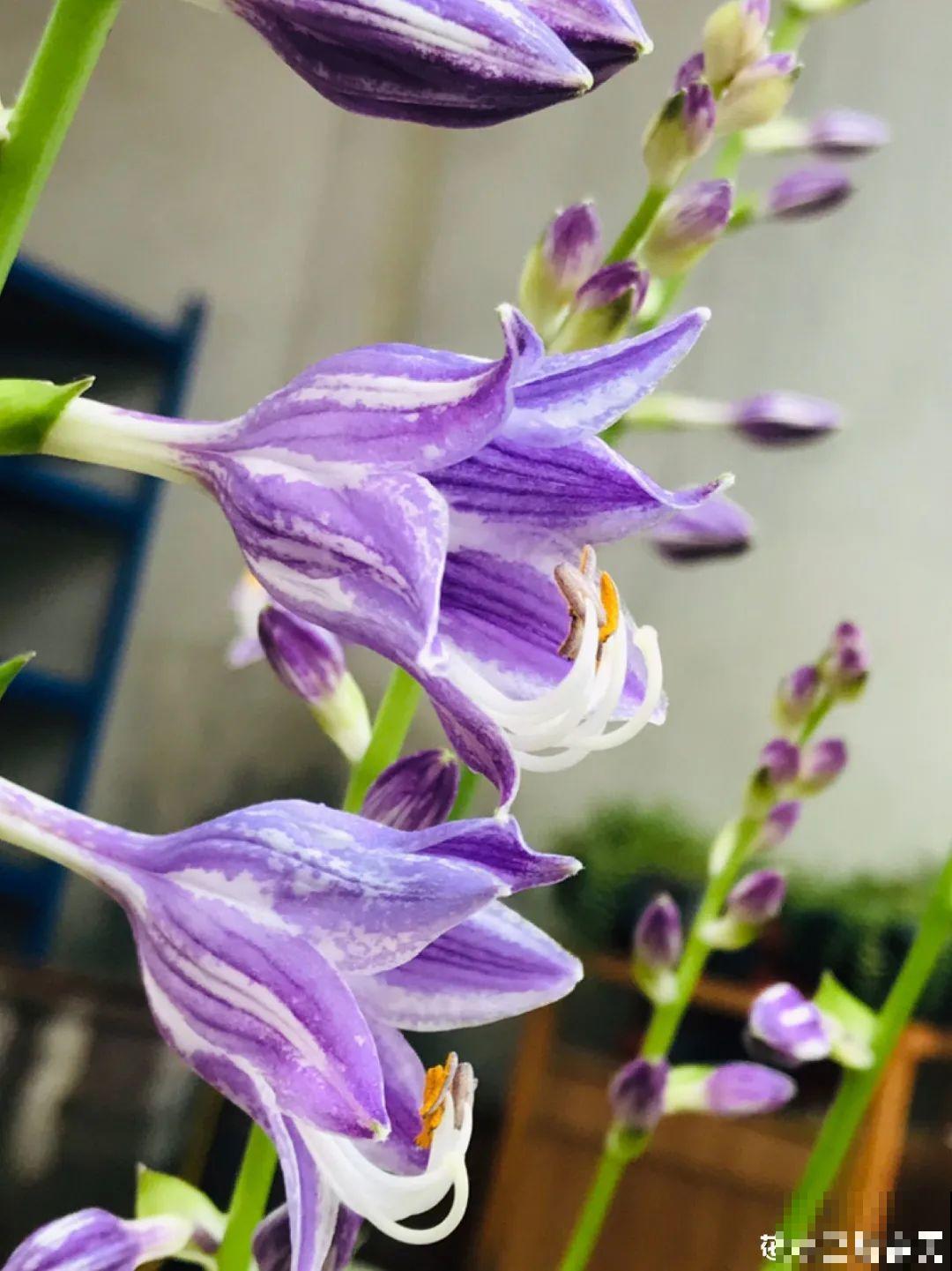 10种耐阴花，放在角落里，开花长成大树！