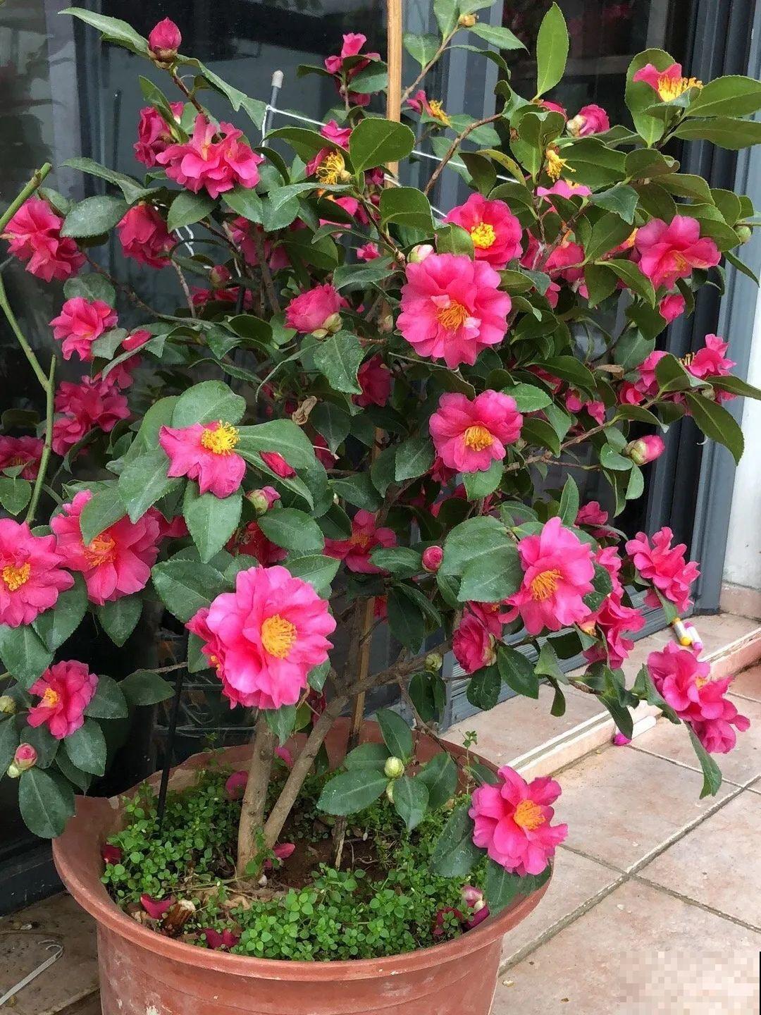 这花千万别换盆，小心一换就死！