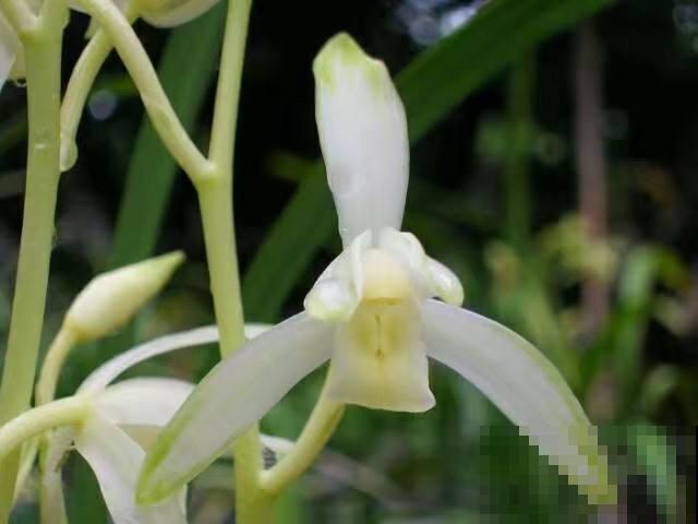 兰花入手的最佳时期,选这6个品种,便宜好活开花勤! 兰花入手的最佳时期,选这6个品种,便宜好活开花勤!