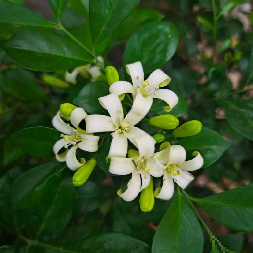 看图猜花名，100道题，测你的养花天分！