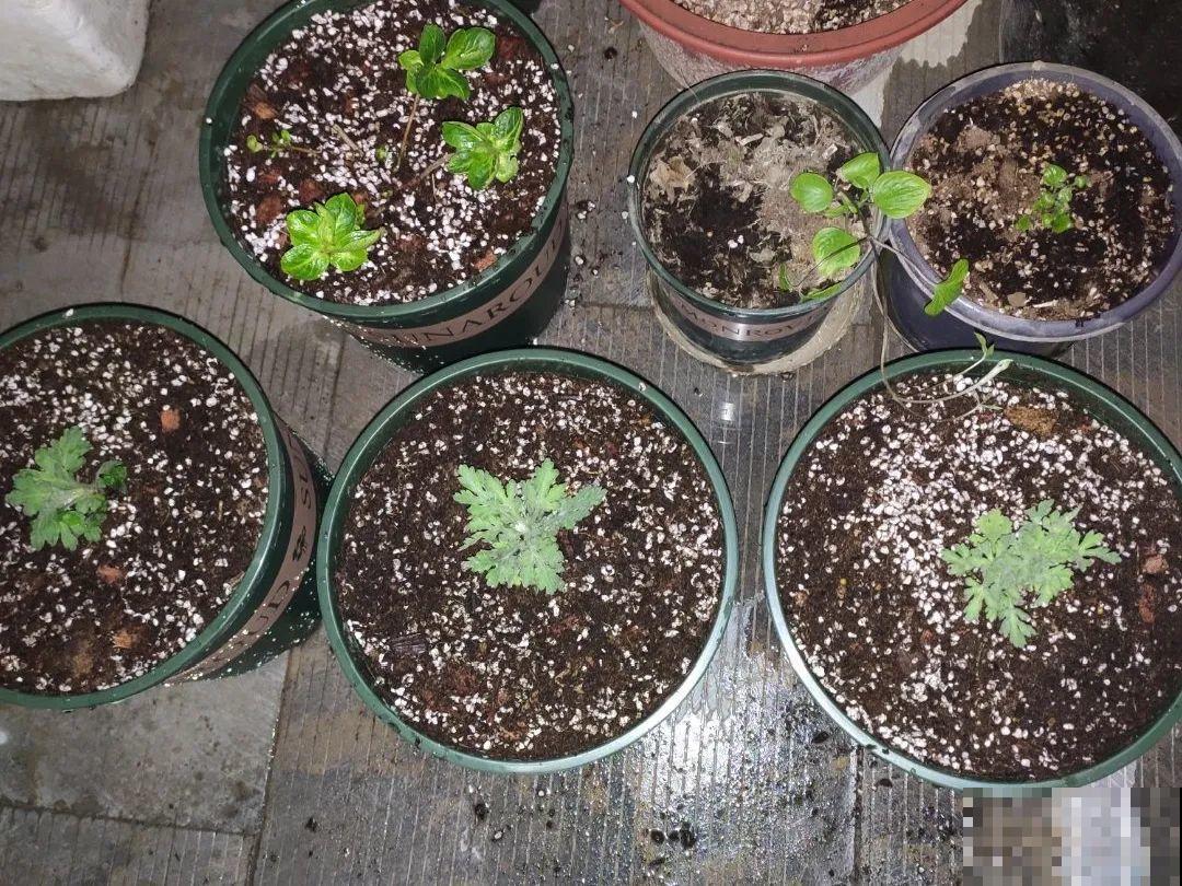 这花千万别换盆，小心一换就死！