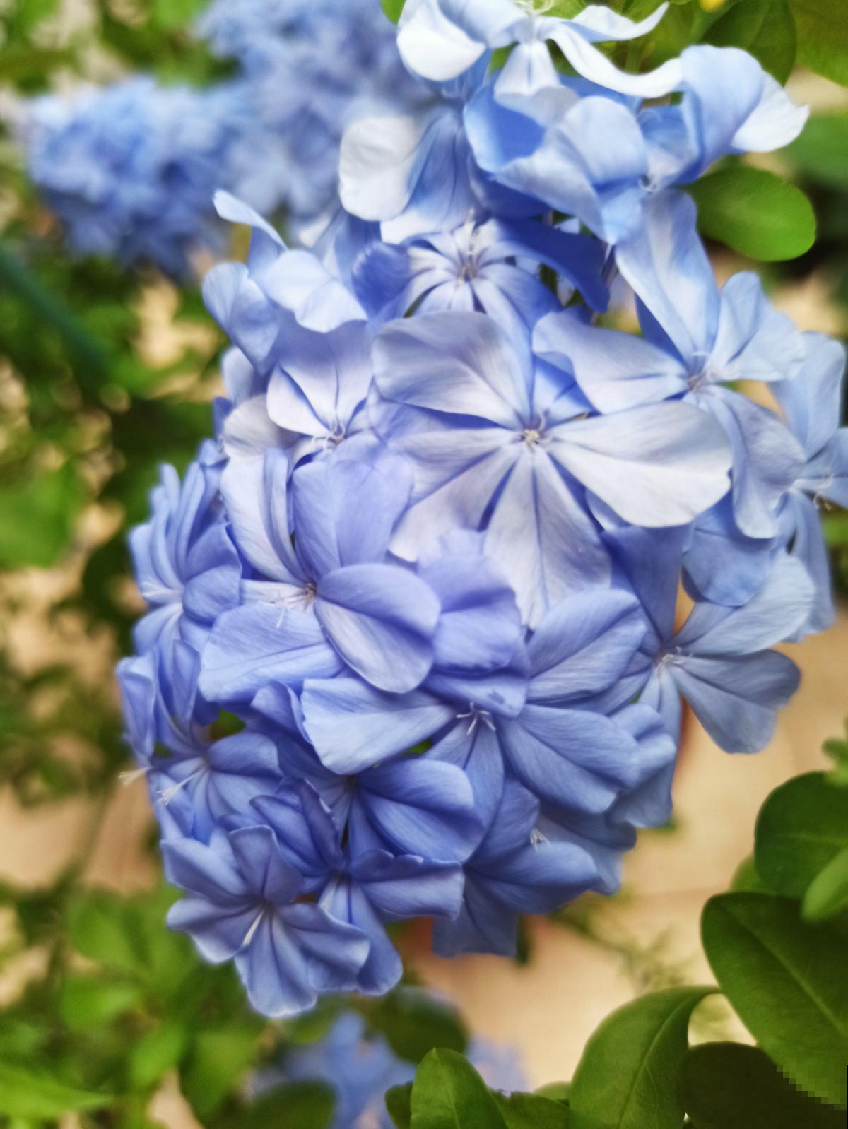 常见5种花,秋天浇水要谨慎,浇对了才能长得更旺盛 常见5种花,秋天浇水要谨慎,浇对了才能长得更旺盛