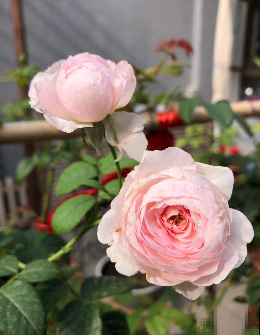 新手避坑6种花,养护难度太高,一不小心就只剩空盆 新手避坑6种花,养护难度太高,一不小心就只剩空盆