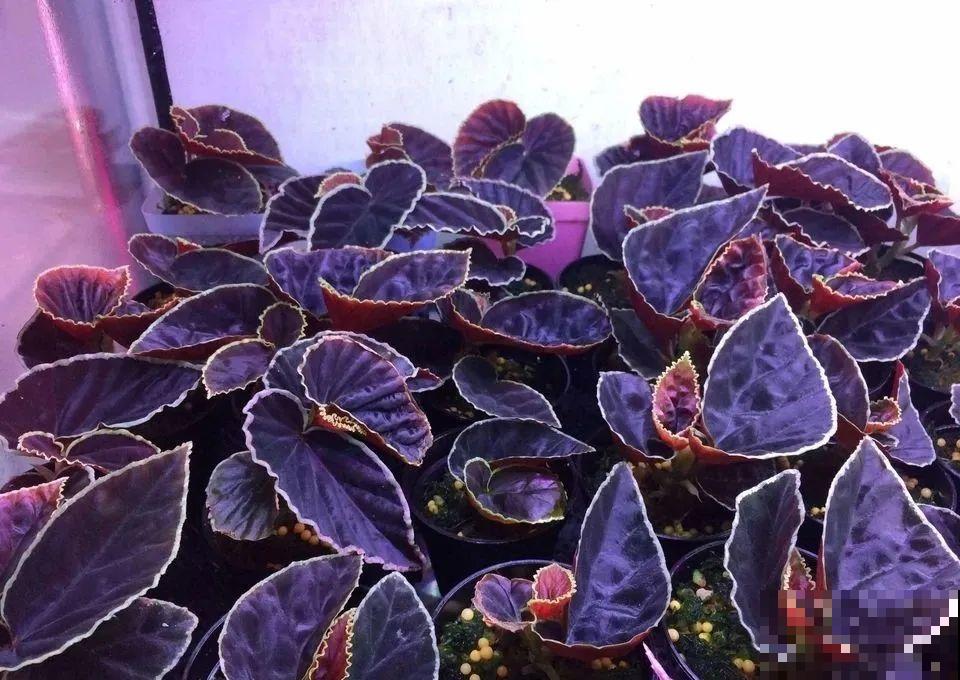 新买一盆花,叶子五颜六色,真怀疑它是不是喷药了? 新买一盆花,叶子五颜六色,真怀疑它是不是喷药了?