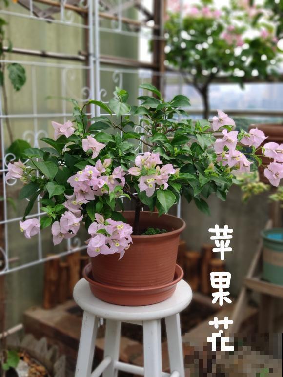 20平的小楼顶，养了100多盆三角梅，花团锦簇美不胜收！